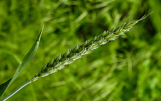 20230520 0158CPw [D~LIP] Saat-Weizen (Triticum aestivum), Bad Salzuflen