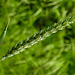 20230520 0158CPw [D~LIP] Weich-Weizen (Triticum aestivum; Synonym: Triticum vulgare Vill.), [Saat-Weizen], [Brotweizen], Bad Salzuflen