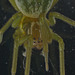 EFA0050Spidercloseup