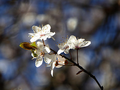 i pruni annunciano la primavera