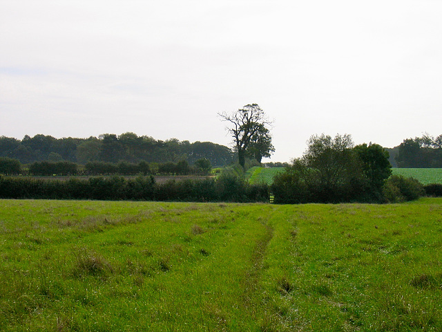 Joining the Ivanhoe Way near Snarestone and looking towards Green Lane Coverts