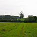 Joining the Ivanhoe Way near Snarestone and looking towards Green Lane Coverts