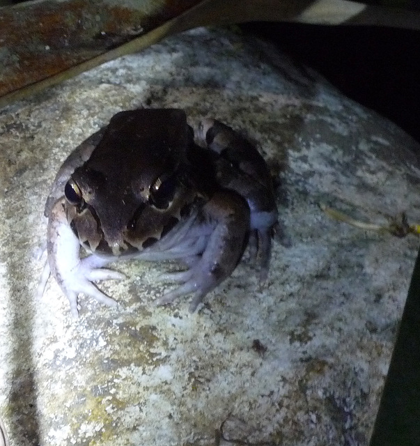 Black-backed Frog, possibly