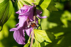 20150828 8650VRAw [D~RI] Roseneibisch (Hibiscus), Feuerwanze, Rinteln