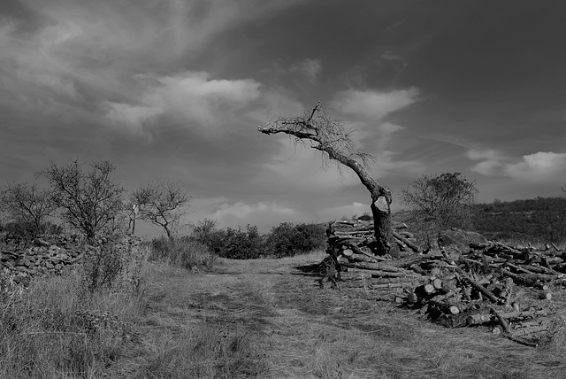 Azinheira, BW