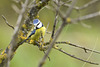 Cyanistes caeruleus, Chapim-azul