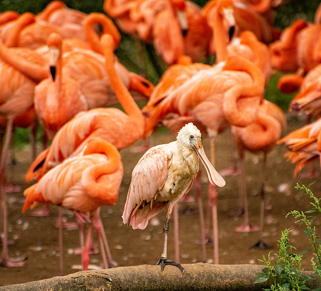 Roseate spoonbill