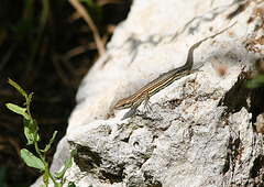 Trés jeune lézard