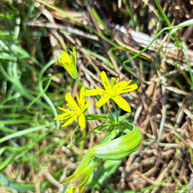 Wald-Gelbstern / Gewöhnlicher Gelbstern (Gagea lutea)