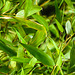 20230520 0159CPw [D~LIP] Goldrohrbambus (Phyllostachys aurea), Bad Salzuflen