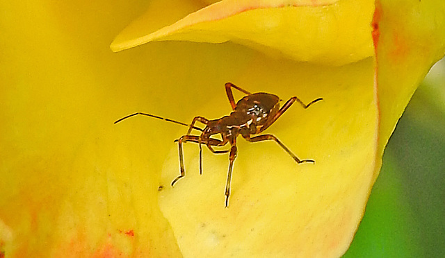 20240601 0246CPw [D~LIP] Rose, Langhorn-Buschräuber (Himacerus apterus), BS