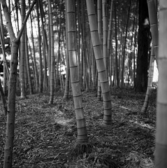 Bamboo grove