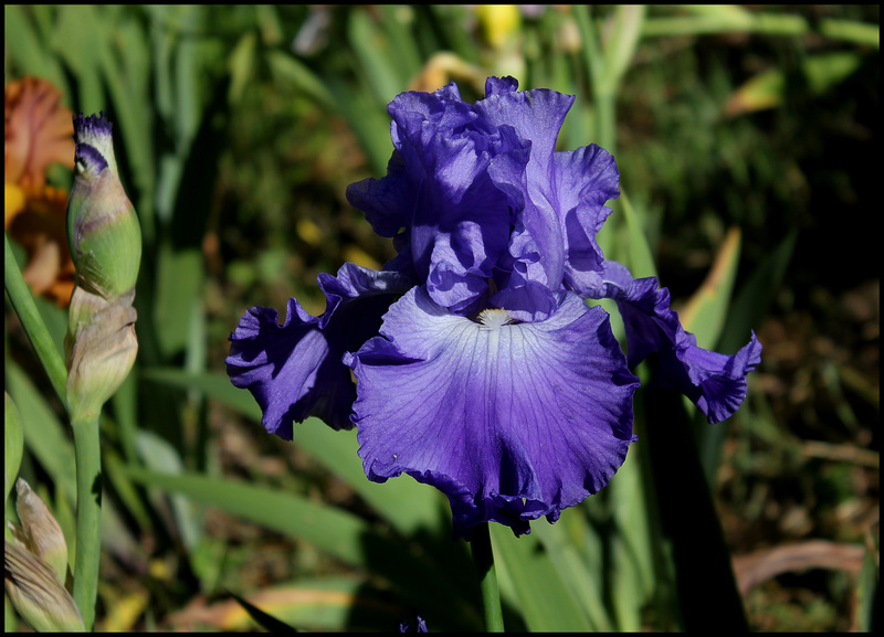 Memphis Blues (2)