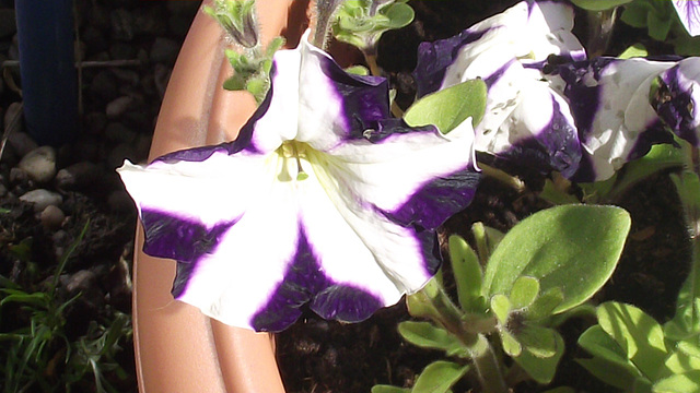 The pretty purple and white petunia