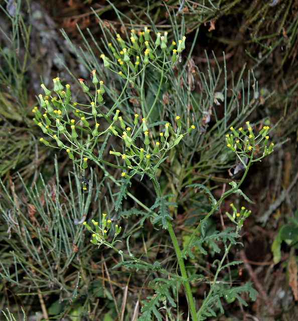 senecio sylvestris