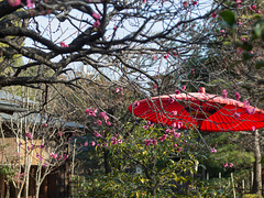 Ume and a parasol