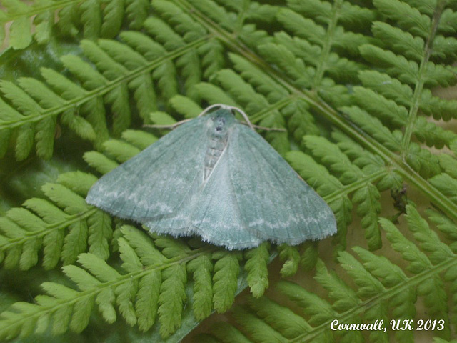 1665 Pseudoterpna pruinata (Grass Emerald)