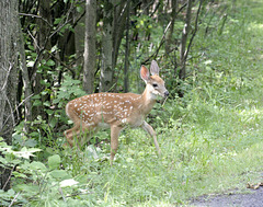 jeune cerf de virginie