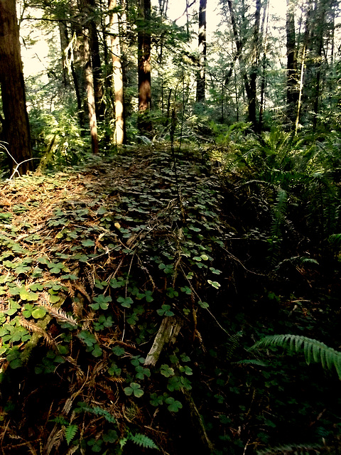 Redwood sorrel (oxalis oregana) on a fallen tree