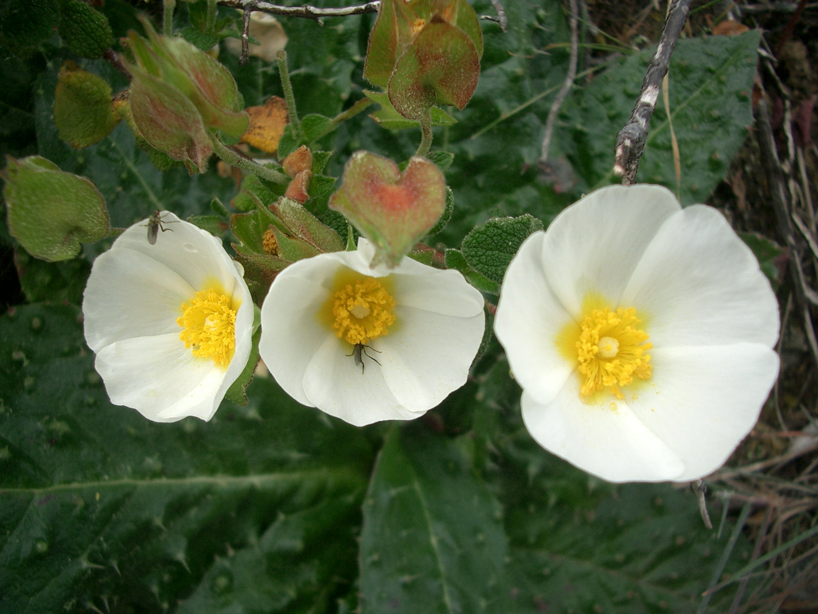 Salbeiblättrige Zistrose (Cistus salvifolius)