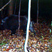 wild boar trail cam