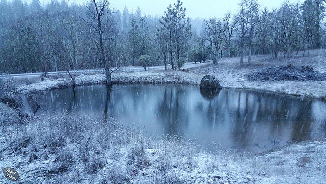 snowing-at-pond