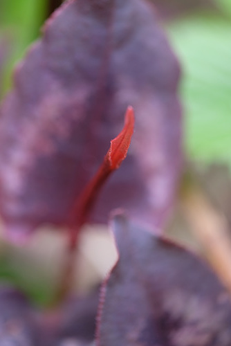 DSCF4786