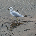 Ring-billed gull in Alma Harbour