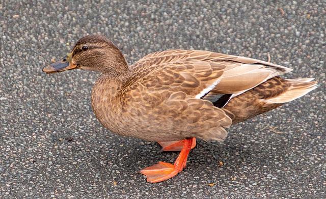 Mallard