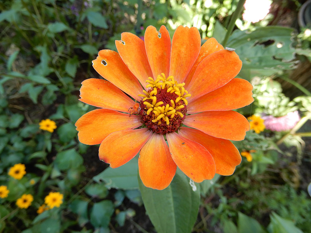 Zinnienblüte