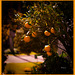 Naranjas en Bizkaia