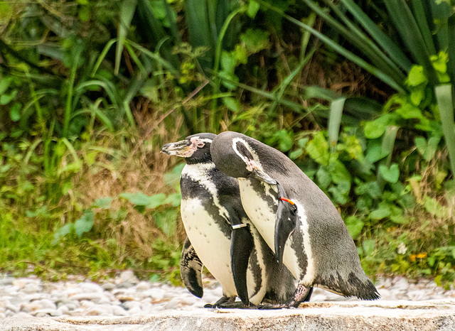 Penguins