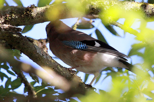 Geai dans l'arbre