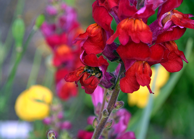 Bee on Antirrhinum