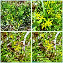 Wald-Gelbstern / Gewöhnlicher Gelbstern