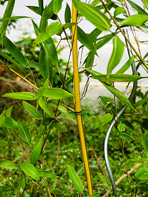 20230520 0161CPw [D~LIP] Goldrohrbambus (Phyllostachys aurea), Bad Salzuflen