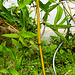 20230520 0161CPw [D~LIP] Goldrohrbambus (Phyllostachys aurea), Bad Salzuflen