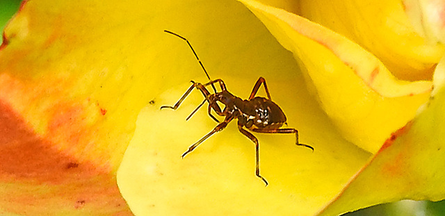 20240601 0247CPw [D~LIP] Rose, Langhorn-Buschräuber (Himacerus apterus), BS