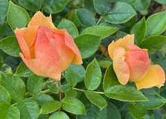 Noch blüht diese Rose