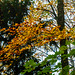 Autumnal Colours