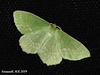 1666 Geometra papilionaria (Large Emerald)
