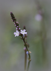 Verveine officinale