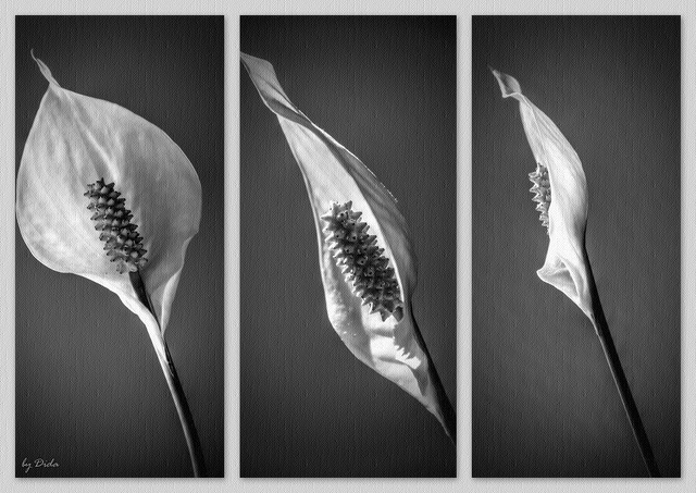 Spathiphyllum