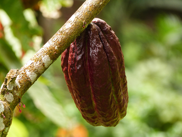 Cacao pod, on way to Brasso Seco