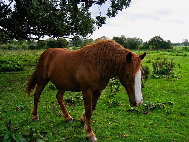 Near The Fields Farm