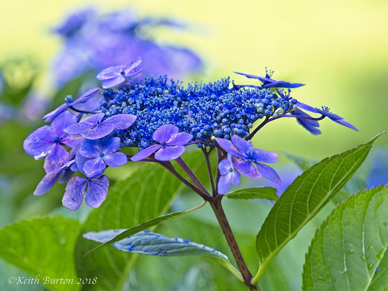 Hydrangea