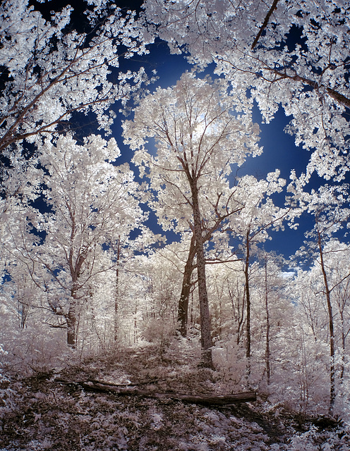 And still playing in the woods