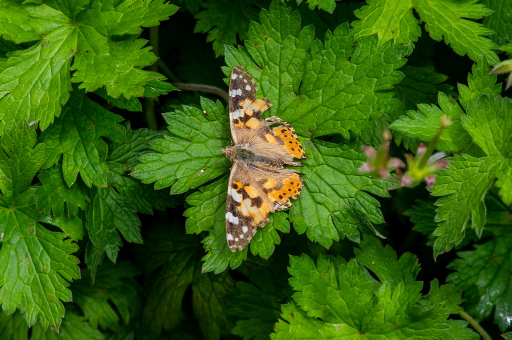 A travel worn Painted Lady