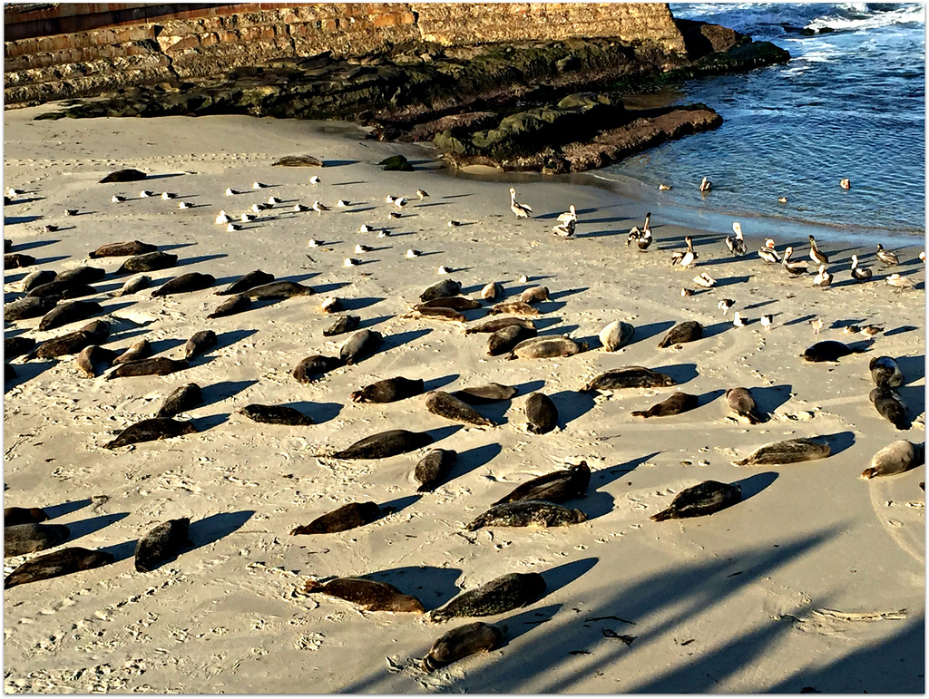 Beach Dwellers