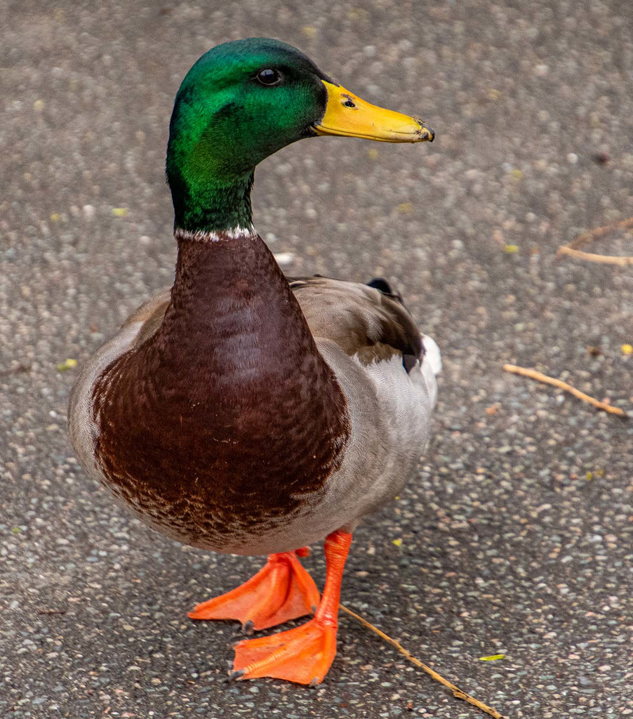 Mallard